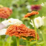 Slow Flower Garden SEO Katarina Dahlin